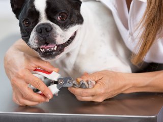 Cute dog getting nails trimmed